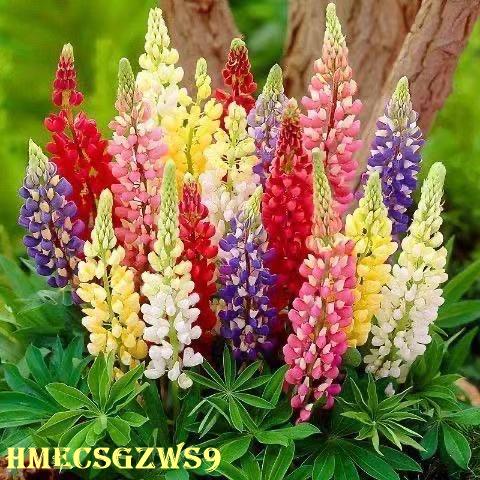 【Hạt Giống Hoa lupin } Hạt Giống Hoa Vườn Ban Công Hoa Chậu Cây Trồng Dễ Dàng