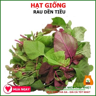Hạt giống dền tiều cao sản 20gram