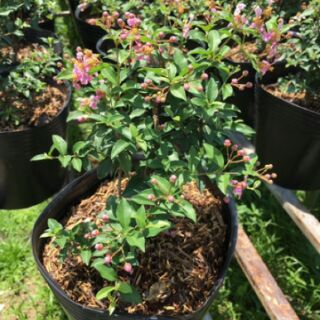 Chậu Hồng Ngọc Mai ( làm bonsai mini )