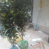 HOA TRÀ MY GỐC TO SẴN NỤ