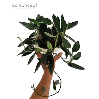 Trầu Bà Moonlight Đen | Scindapsus dark moonlight