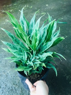 CÂY GIỮ TIỀN GIỐNG MỚI