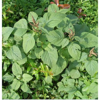 Hạt giống rau dền cơm - Gói 10gram