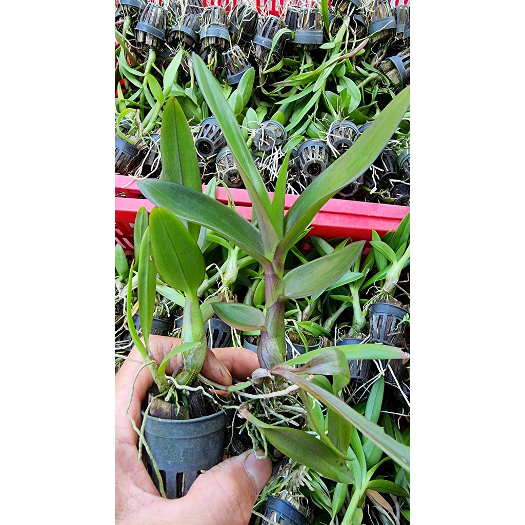 Denro chớp enobi hoa cực đẹp siêng hoa hàng cây giống khỏe