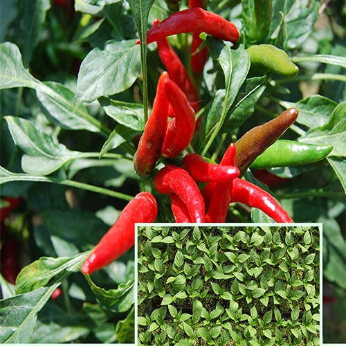 100 Hạt Giống Ớt Chỉ Thiên Chùm Sai Quả