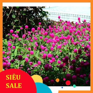 Hạt Giống Hoa Cúc Bách Nhật (200 Hạt) - [MUA 3 TẶNG 1 CÙNG LOẠI]