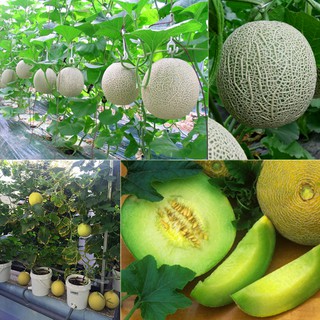Hạt giống dưa lưới vỏ xanh -10 hạt - tặng kèm 3 viên nén ươm hạt - DC