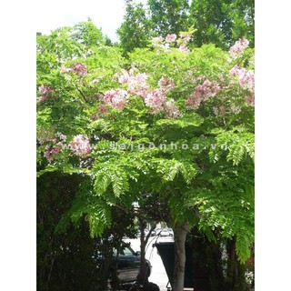 Cây Muồng Hoa Đào