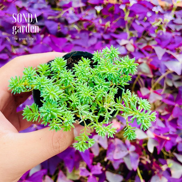 Sen đá sedum cơm SONDA GARDEN size bé 5-6cm, cây cảnh trang trí nhà cửa, lỗi 1 đổi 1