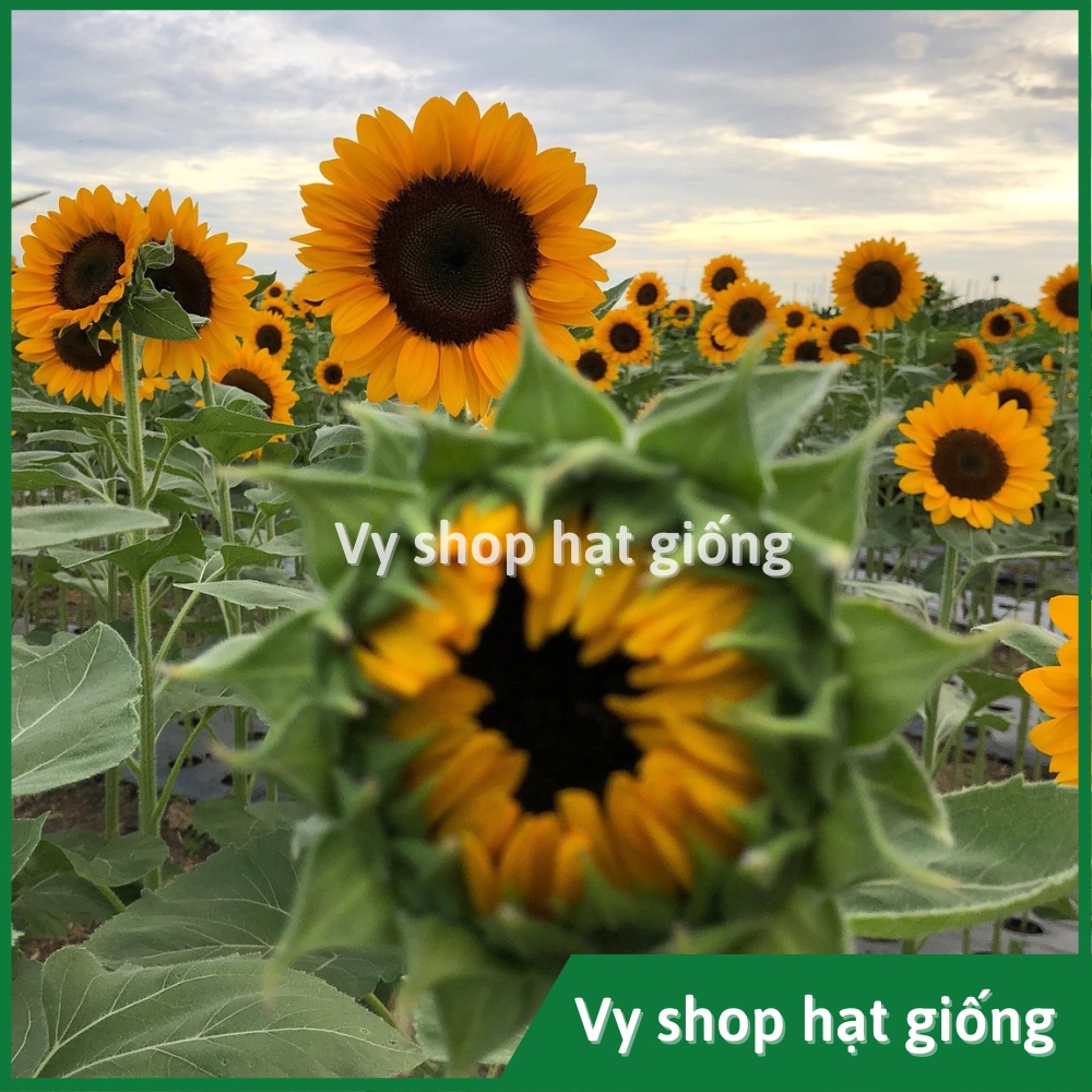Hạt giống hoa hướng dương cắt cành Sakata gói 10 hạt