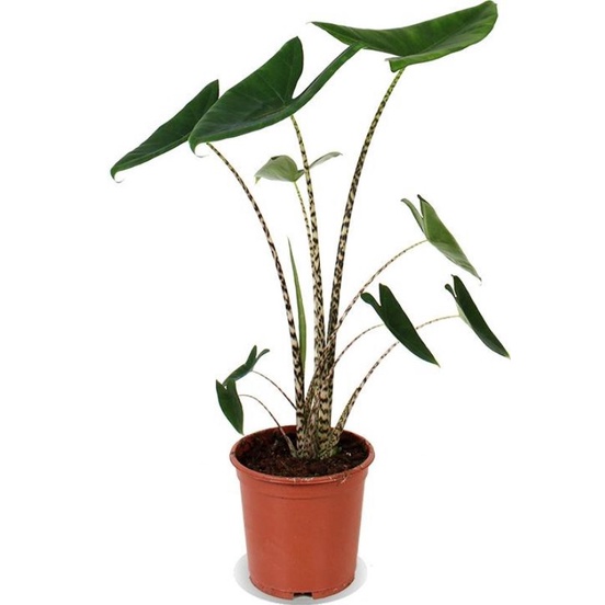 Chậu cứng Alocasia Zebrina