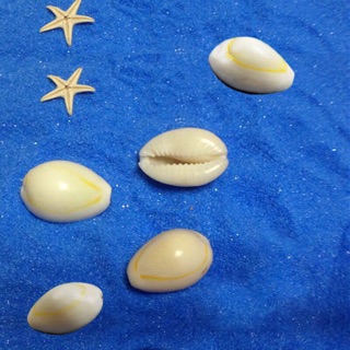 500 GR VỎ ỐC NGA