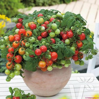 30 Hạt giống cà chua bi lùn đỏ