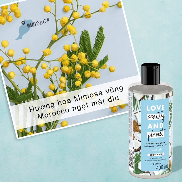 Combo sữa tắm và sữa dưỡng thể Love Beauty and Planet chăm da mềm mịn với 100% dừa tươi organic và hoa mimosa 400ml