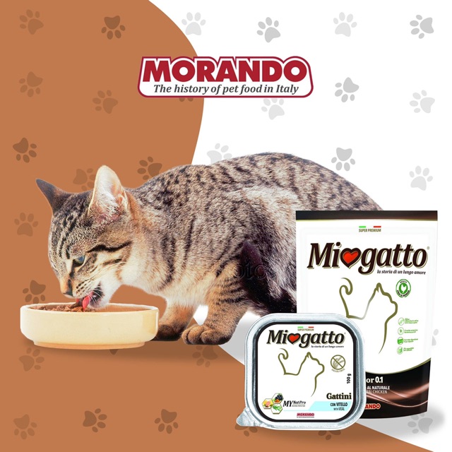 [JUNIOR] HẠT MIOGATTO JUNIOR CHO MÈO TỪ 1-3 THÁNG 400G