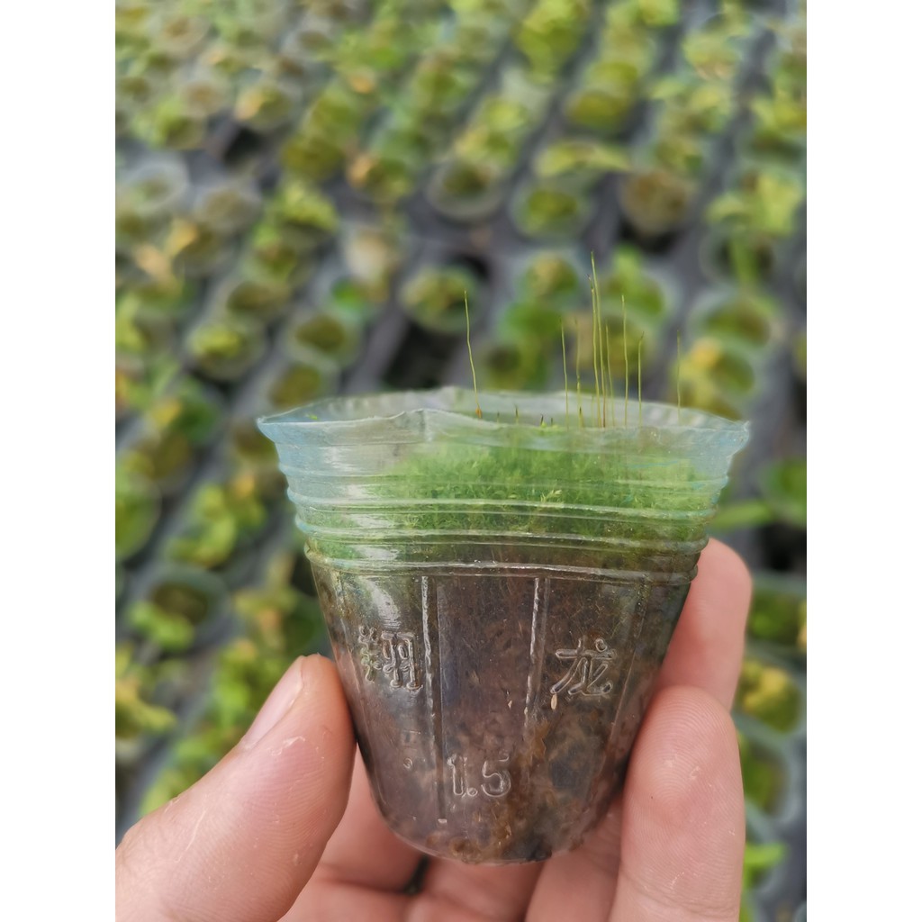 Rêu phủ bể cảnh, cây cảnh rêu trâu tự nhiên