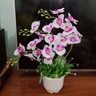 Bộ nguyên liệu làm lan hồ điệp vải