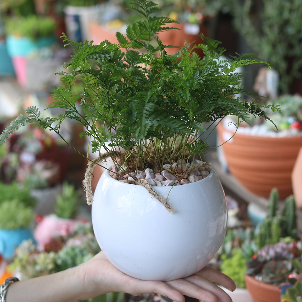 Dương xỉ chân thỏ mini, trang trí văn phòng, bàn làm việc, phối với các loại cây kiểng
