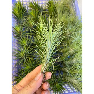 khôg khí đuôi cáo dán lũa, treo móc hàng khỏe đẹp