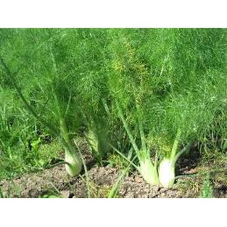 Hạt giống Thì là 4 mùa 20g