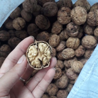 Óc chó nếp