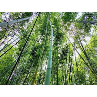 BÀN TRÚC CAO BẰNG