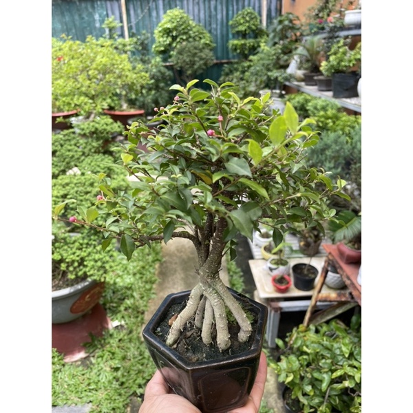 Hồng Ngọc Mai bonsai mini để bàn đang có hoa