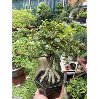 Hồng Ngọc Mai bonsai mini để bàn đang có hoa