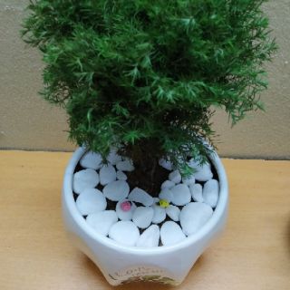 Tùng Bồng Lai (chậu sứ Đẹp)