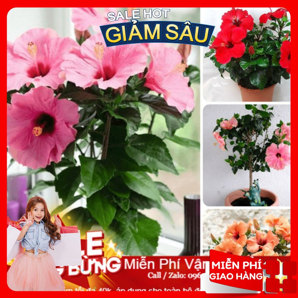 Hạt Giống Hoa Dâm Bụt Lùn - 5 Hạt / Gói