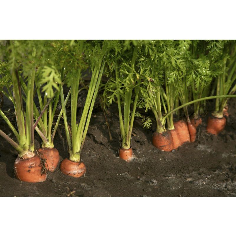 hạt giống cà rốt củ to dễ trồng - gói 5gr