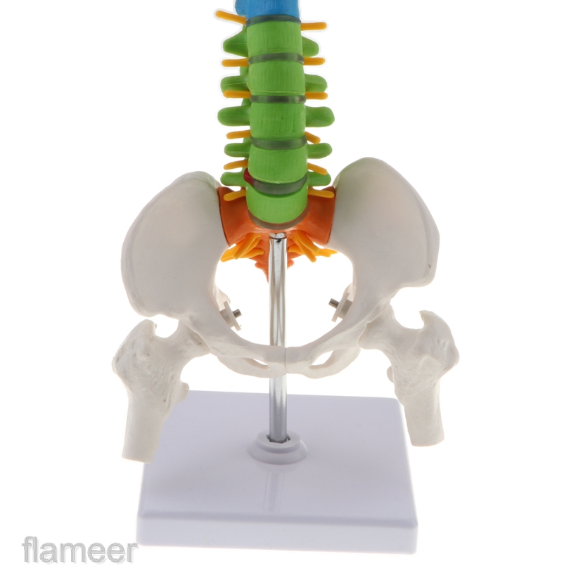 Mô Hình Giải Phẫu Cột Sống Và Xương Chậu Của Con Người Tỉ Lệ 1:1 Dùng Trong Giảng Dạy