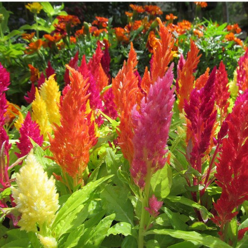 Phân tan chậm vàng NPK 14-14-14 chuyên cho cây xương rồng, sen đá, hoa lan