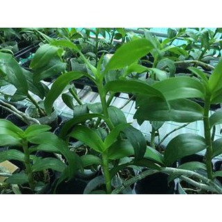[sỉ]Phân dê đã qua xử lý nấm tricoderma