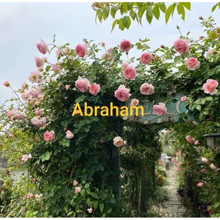 Cành Chiết Hồng Leo Ngoại Abraham