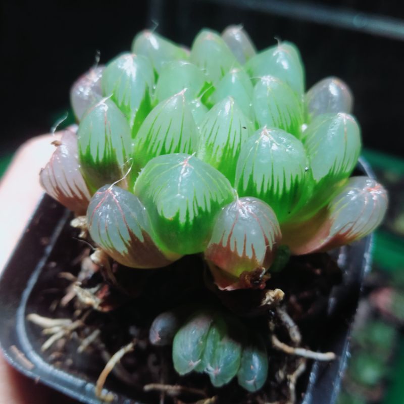 Sen Kim Cương xanh tím