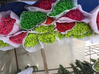 Hoa sao nhuộm màu