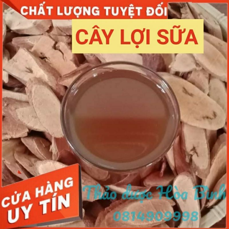 CÂY LỢI SỮA - CÂY GỌI SỮA - CÂY SỮA ĐẦY - Hàng mới, khô, sạch, chuẩn loại I
