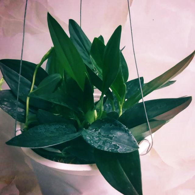 Cây Trầu bà Thiên Thanh