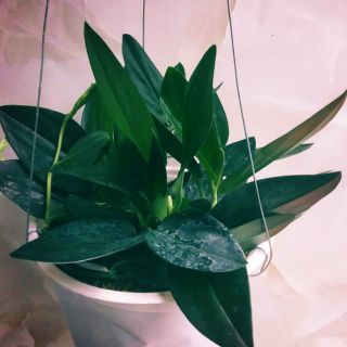 Cây Trầu bà Thiên Thanh