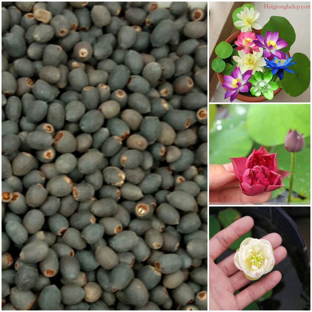 Sen Mini Tự Chọn - Đã Xử Lý Hạt Đảm Bảo Nảy Mầm 99%