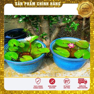 Hạt Giống Súng Thái Mini (5 hạt )
