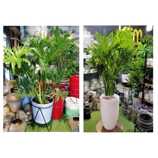 Cây trầu bà thanh Xuân (trầu bà lá xẻ)
