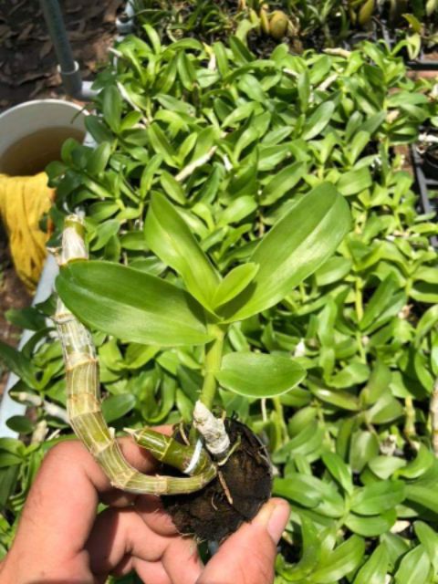 Trầm tím Thái Lan
