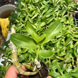 Trầm tím Thái Lan