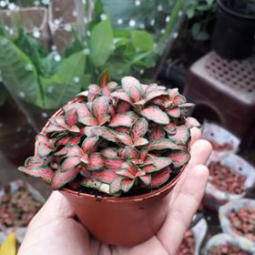 Cây Cẩm Nhung Đỏ [ Sale ]
