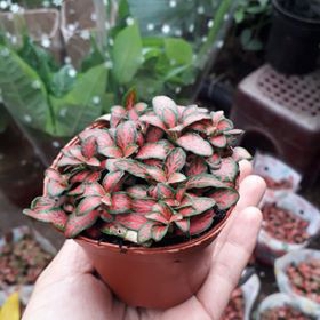 Cây cẩm nhung đỏ