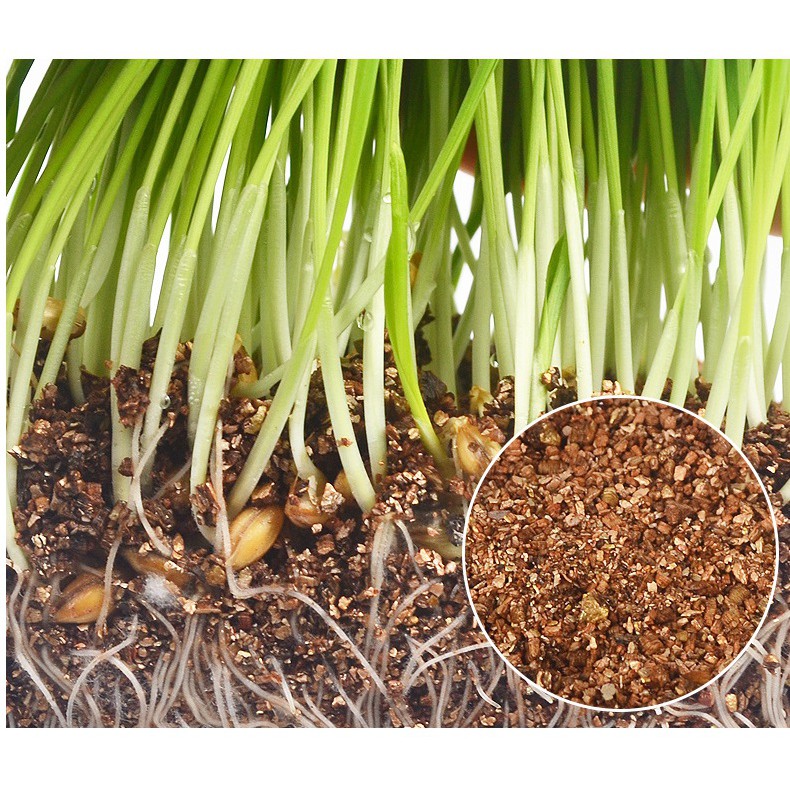 BỘ KIT TỰ TRỒNG CỎ LÚA MẠCH TƯƠI CHO MÈO - KÍCH THÍCH TIÊU HOÁ - XỬ LÝ BÚI LÔNG HỘP 100G