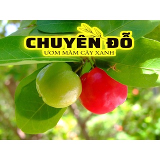 [CÓ SẴN] CÂY SƠ RI NGỌT, sen đá