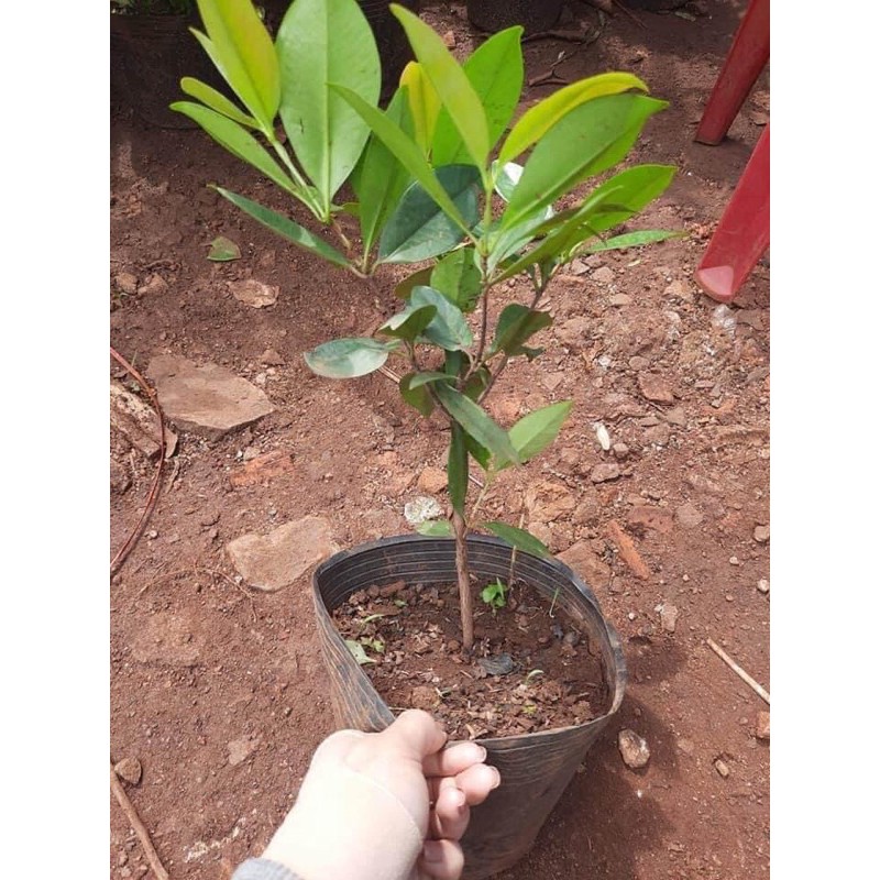 Cây Cherry Brazil - Cherry Nam Mỹ cây cao khoảng 40 - 50cm